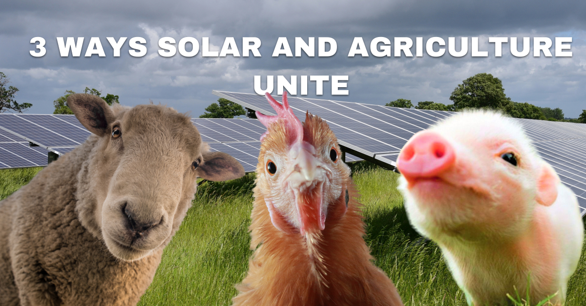 3 Ways that Solar and Agriculture Unite